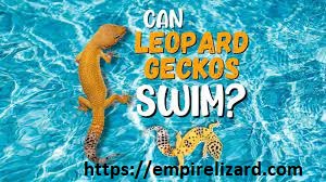 Can Leopard Geckos Swim? Expert’s Recommendation