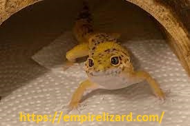 Top 10 Reasons Why Leopard Gecko Stare at You?