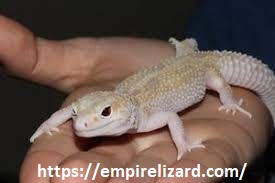 Why is My Leopard Gecko Shaking (8 Shocking Reasons?)