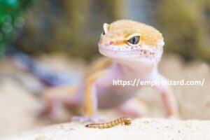 whhy leopard gecko staring at you