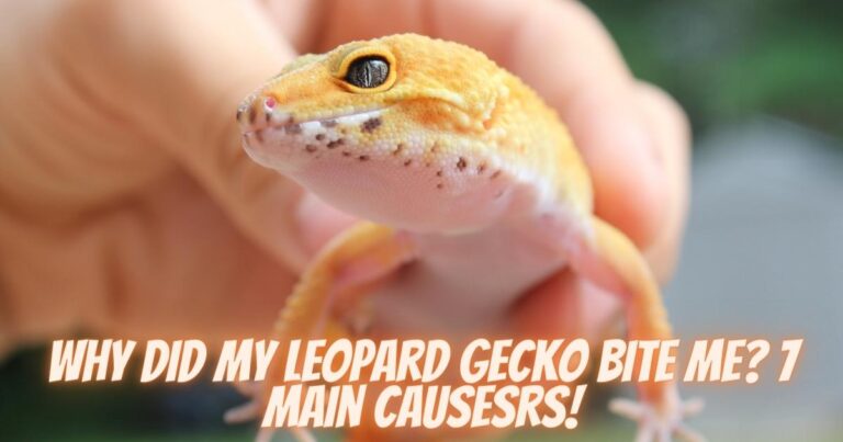 Why Did My Leopard Gecko Bite Me? | 7 Main Causes