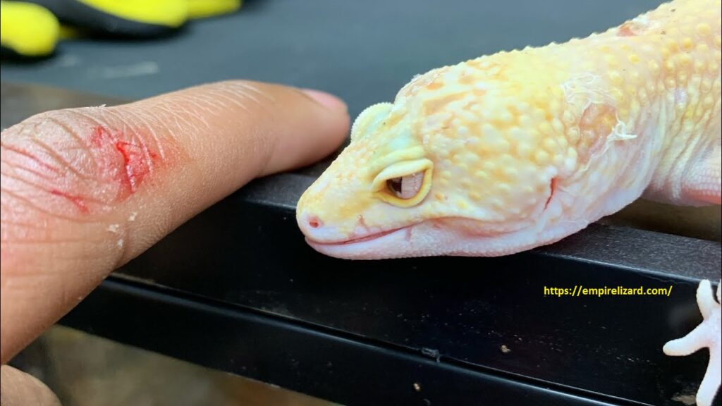 Why did my leopard gecko bite me? 