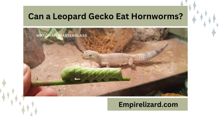 Can a Leopard Gecko Eat Hornworms?