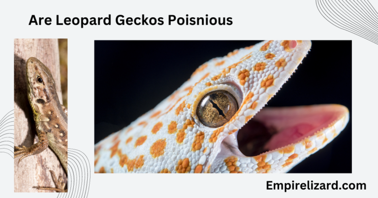 Are Leopard Geckos Poisonous? Confusion Clearance