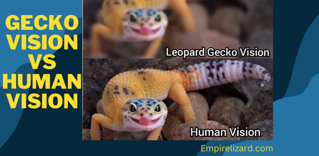 How Leopard Gecko See In the Dark