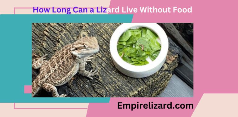 How Long Can a Lizard Live Without Food