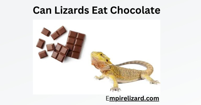 Can Lizards Eat Chocolate