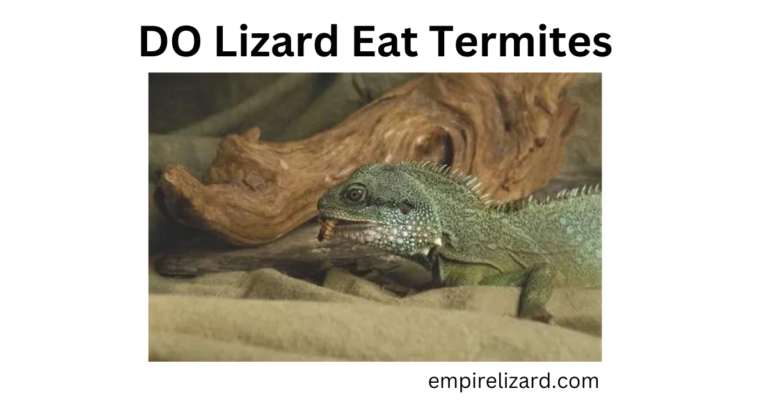 Do Lizards Eat Termites