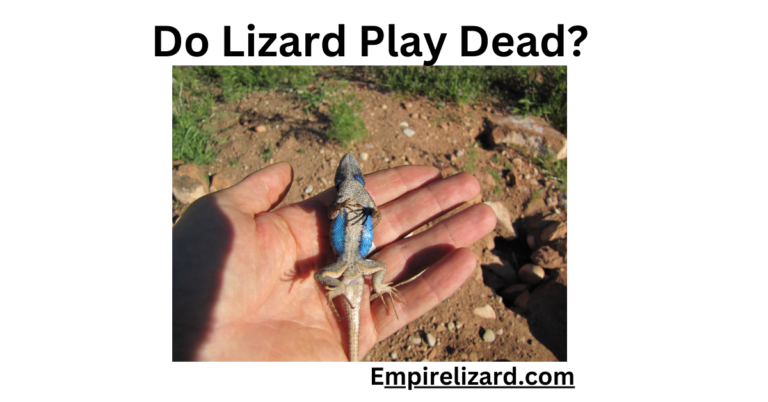 Do Lizards Play Dead