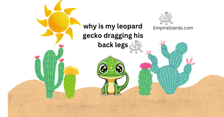 Why My Leopard Gecko Dragging His Back Legs (6 Reasons You Should Know)  