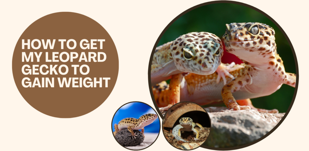 How to Get my Leopard Gecko to Gain Weight