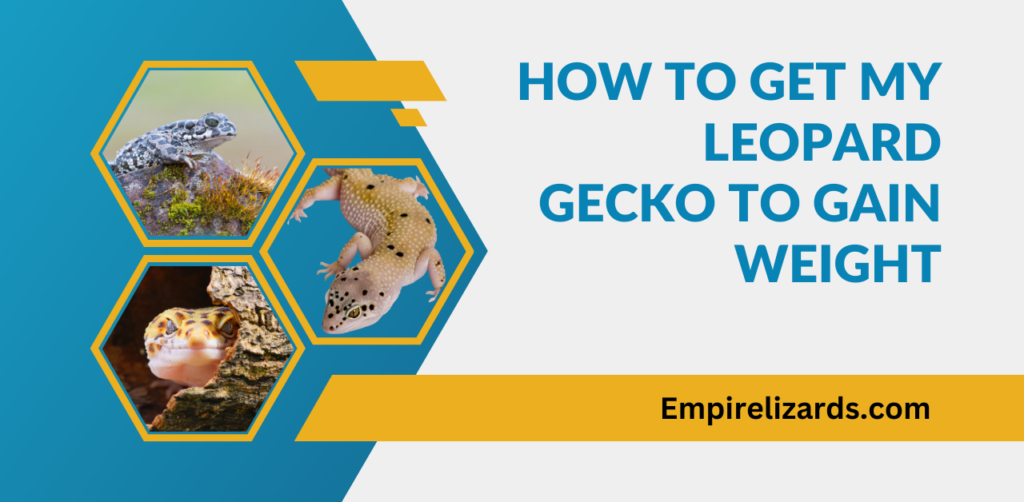 How to Get my Leopard Gecko to Gain Weight