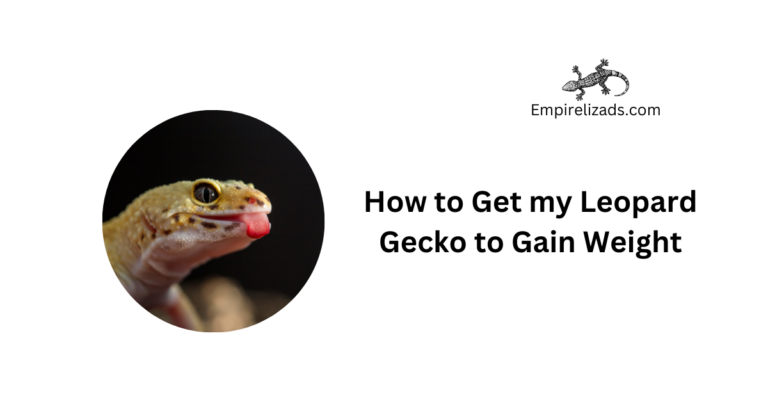 How to Get My Leopard Gecko to Gain Weight? A Complete Plan