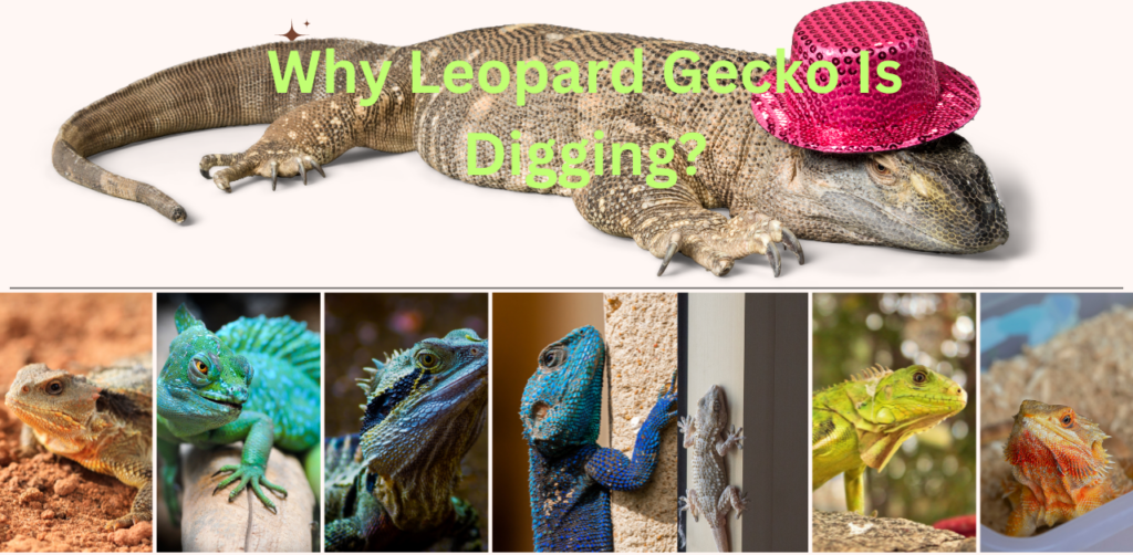 Why Leopard Gecko Is Digging