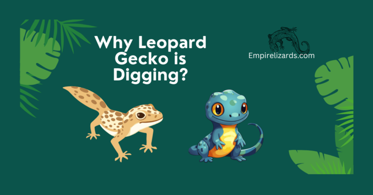 8 major Reasons Why Leopard Gecko Is Digging?