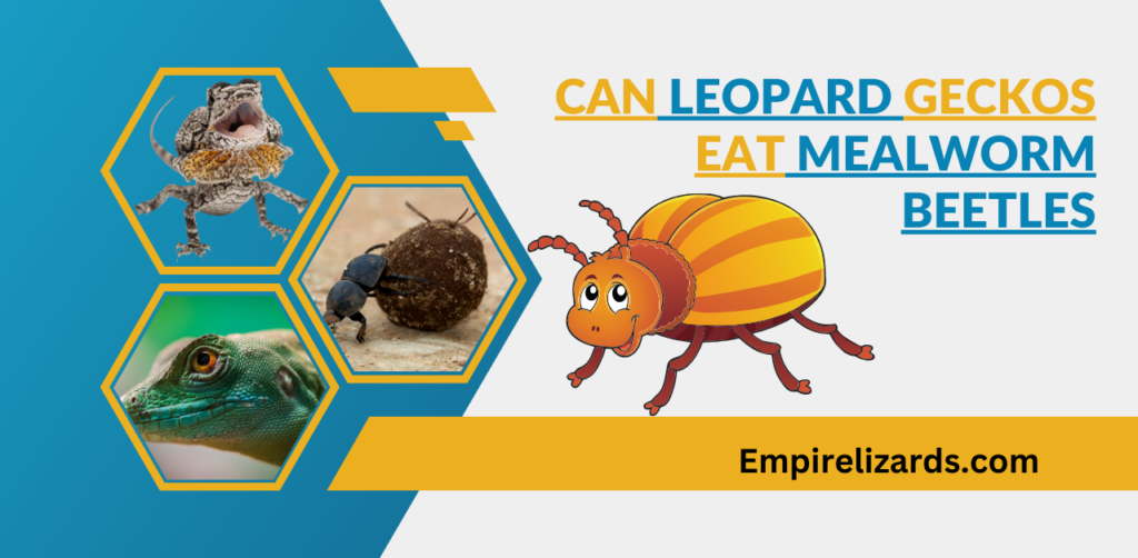 can leopard geckos eat mealworm beetles 